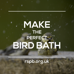 Make the perfect bird bath 