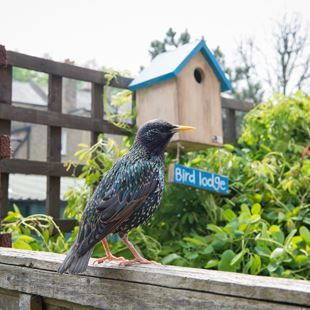 There's an offer on the RSPB's nest boxes at the moment