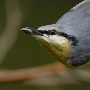 Open a bird cafe!