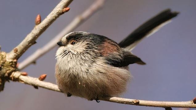 Which bird are you?  Take the RSPB's personality test!