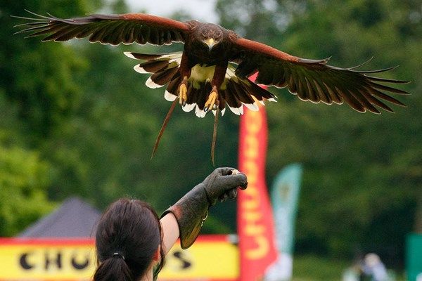 Head to Hailsham in East Sussex for a VIP Half Day Owl or Falconry Experience at Sussex Falconry