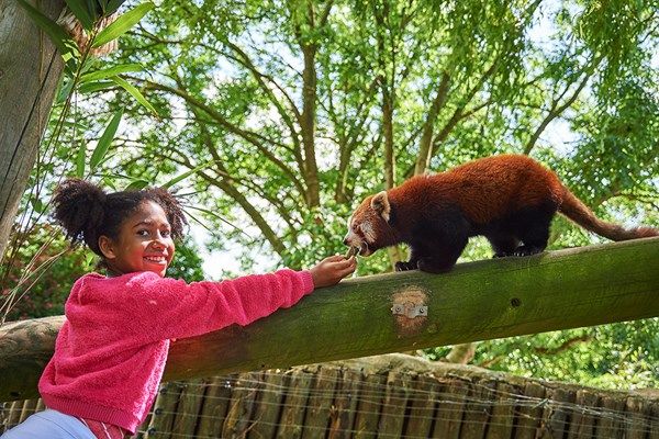 What about an animal experience at Drusillas Zoo Park?