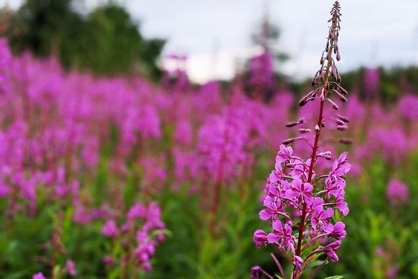 Try an Introduction to Foraging with Totally Wild UK for Two