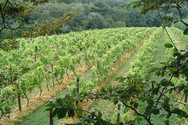 There's a Sedlescombe Organic Deluxe Vineyard Tour and Tasting for Two in East Sussex