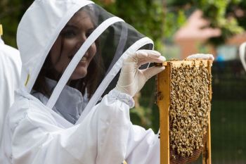 Rural Beekeeping and Honey Craft Beer Tasting, Hassocks