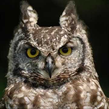 There's an Owl Experience in East Sussex