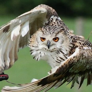 There's Falconry in Surrey near Dorking