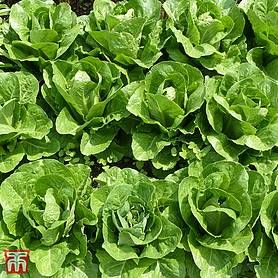 Lettuce - perfect for salads!