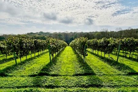 There's a Guided Vineyard Tour and Tasting for Two at Highweald Wine Estate