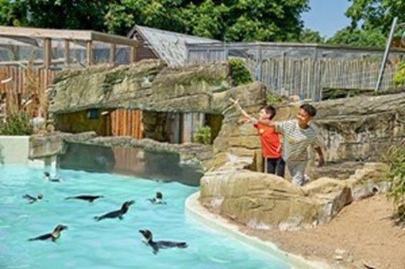 There are lots of animal experiences in the south east, including at Drusillas Zoo Park