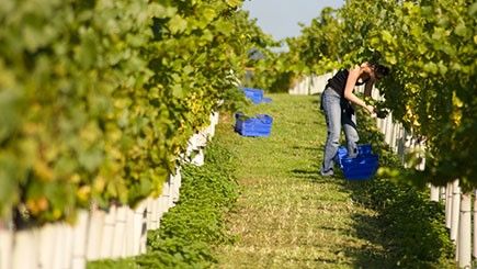 How about a Vineyard Tour, Wine Tasting and Lunch for Two at Stopham Vineyard, West Sussex?