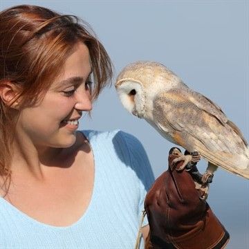 Into the Blue have a Birds of Prey Experience Voucher which is valid at a number of UK locations