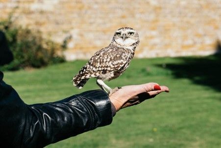 Meet and Fly the Owls at Eagle Heights Wildlife Foundation