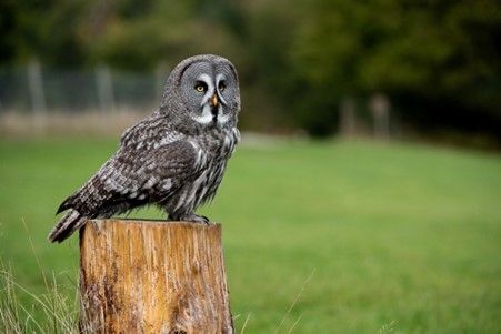 There's a Bird of Prey Encounter at The UK Owl and Raptor Centre, near Tunbridge Wells 