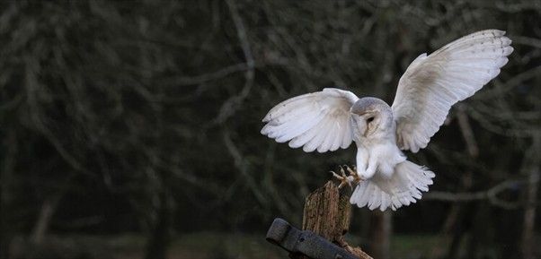There are Bird Photography Courses in Sussex
