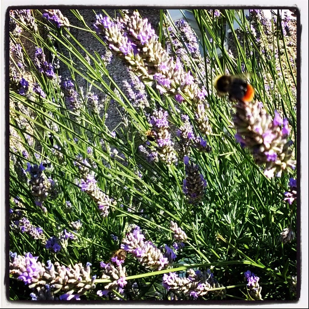 lavender &amp;amp; bee 2