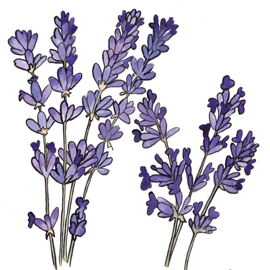 Lavender Essential Oil Bulgaria 2024 100ml