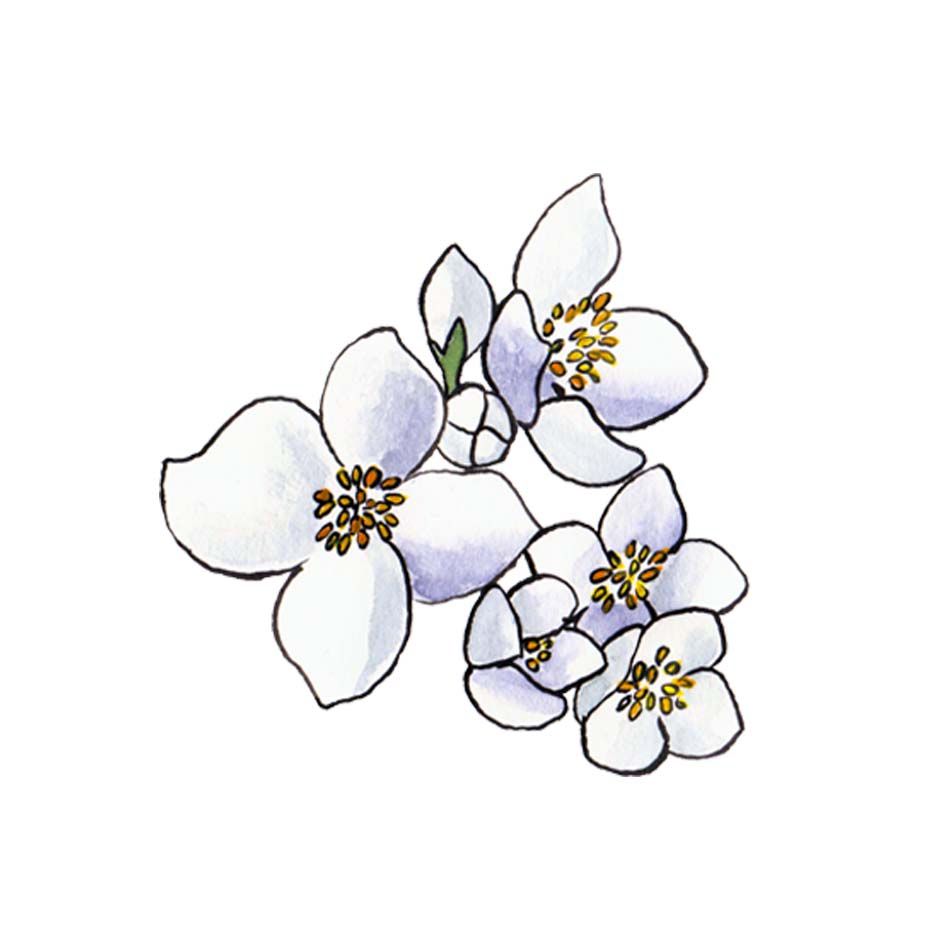 Jasmine Sambac Absolute 5g