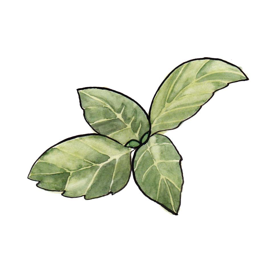 Magnolia Leaf Essential Oil 30g