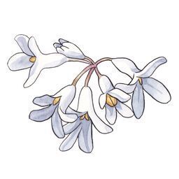 Osmanthus Absolute 1g