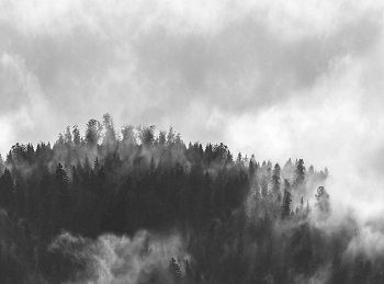 Vista Splashback Hazy Forest