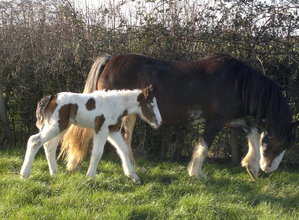 Mias foal