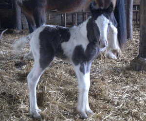 sams mares foal