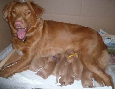 Brodeur and her new born babies 18.9.11