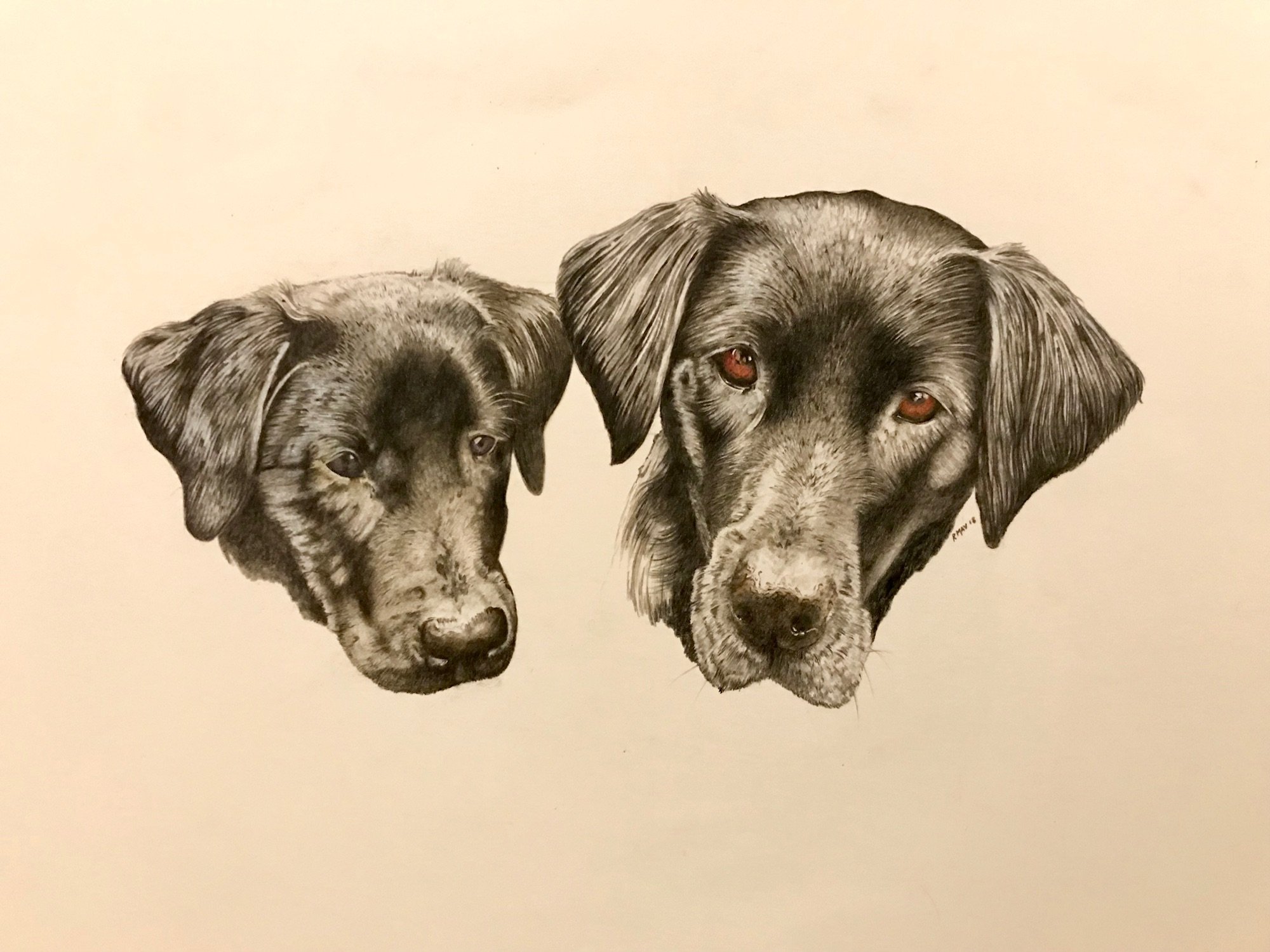 Canine dog pencil portraits