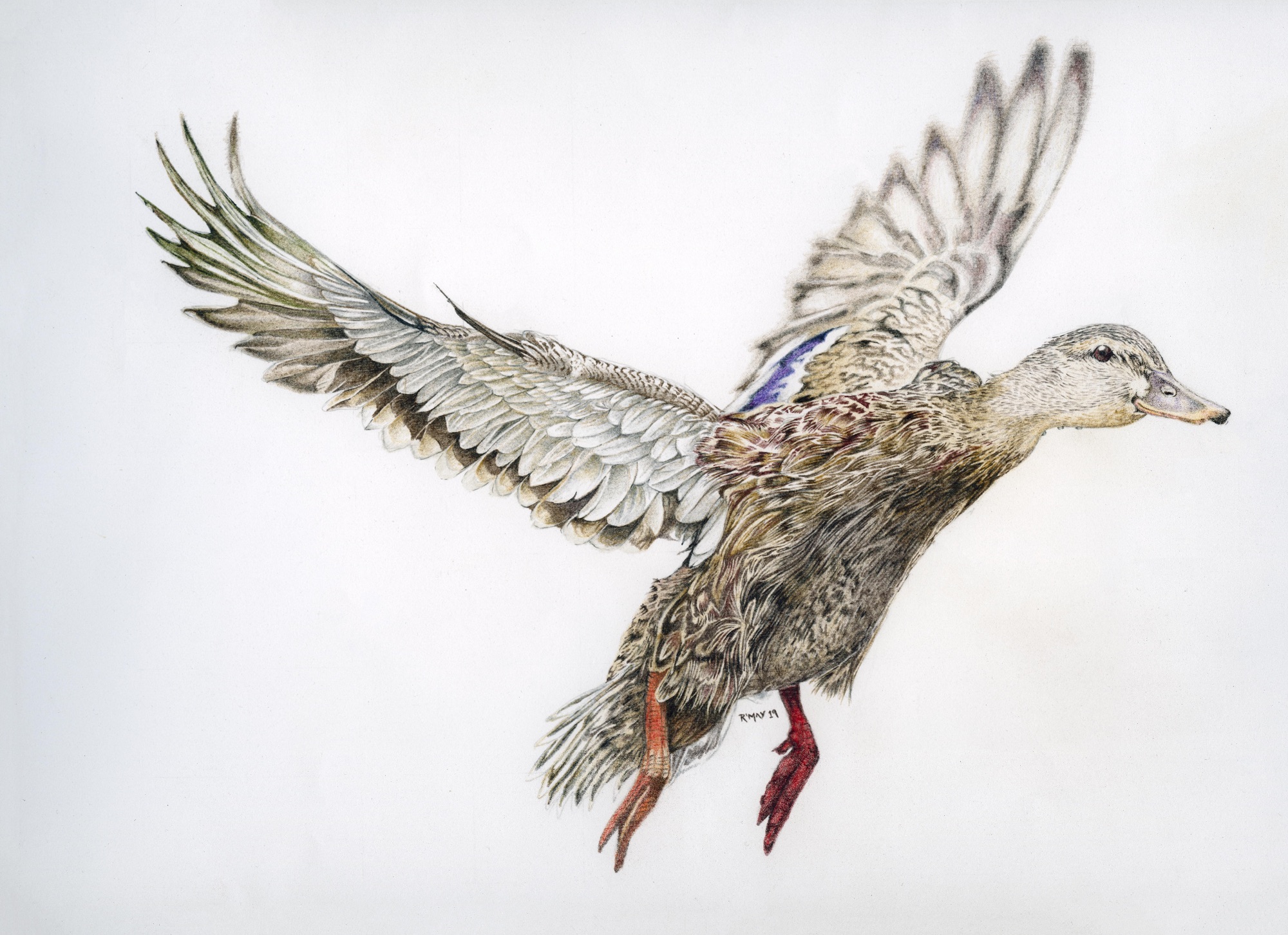 Wildlife art