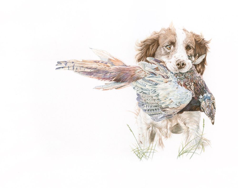 Pet Portrait Pricing Rachel May Fine Art