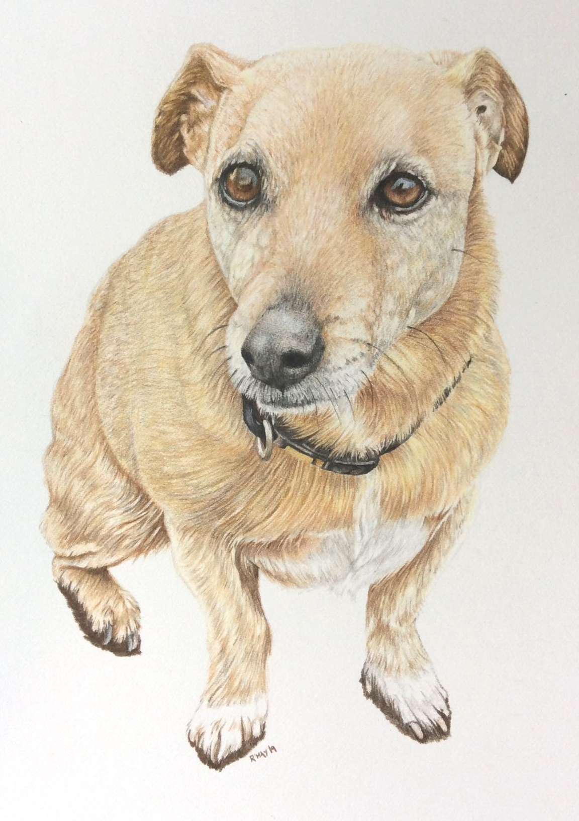 Westie Pet Portrait