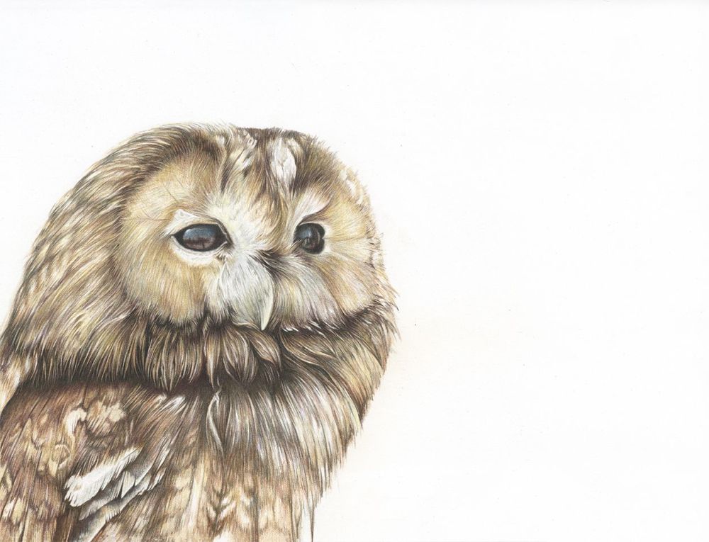 Tawny Owl - Framed