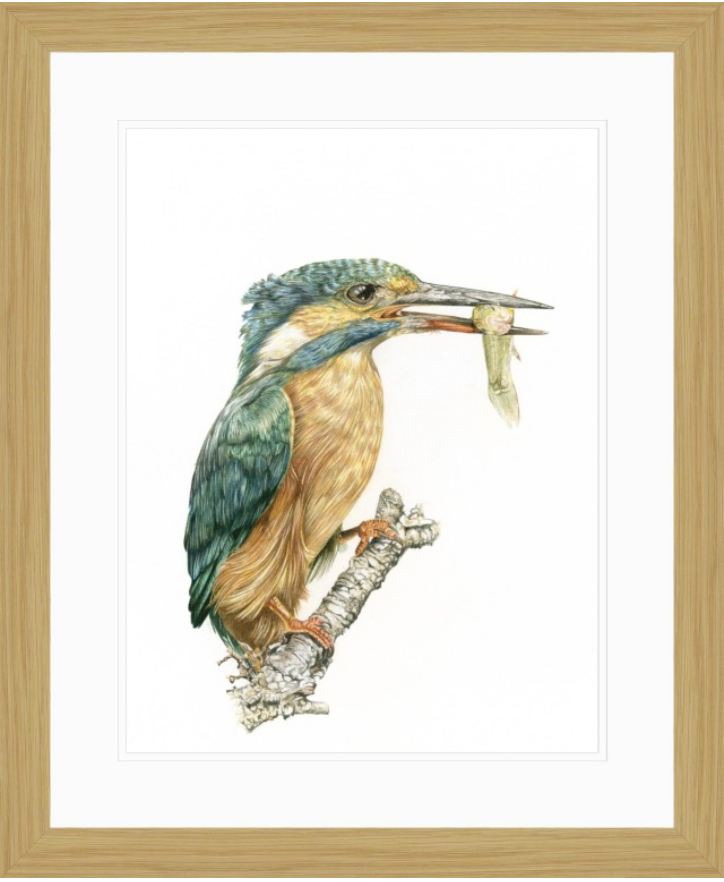'Kingfisher' - Framed