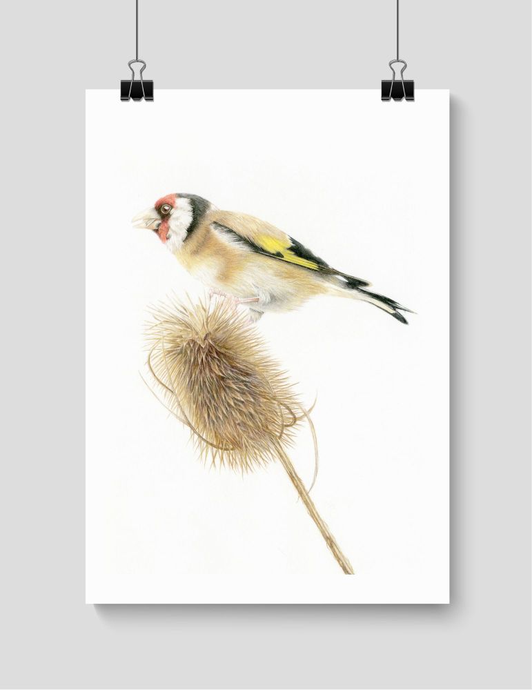 Goldfinch - Print