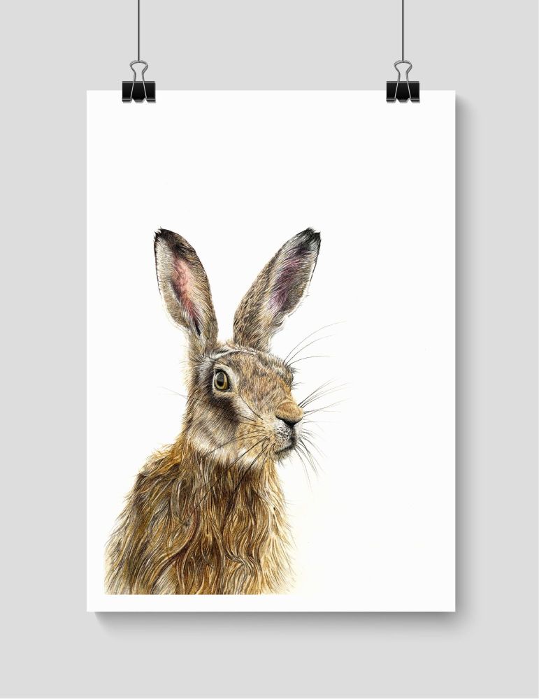 Brown Hare - Print
