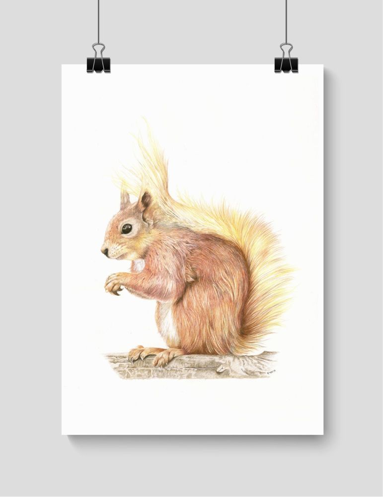 Red Squirrel - Print