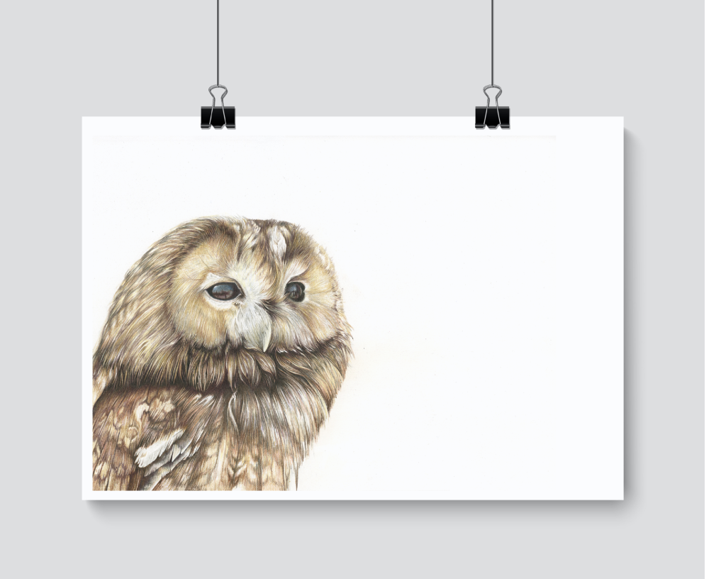 Tawny Owl - Charity Print