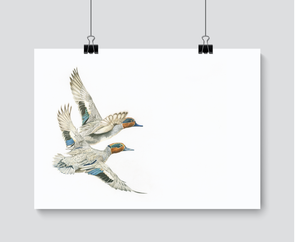 Fly Past - Print