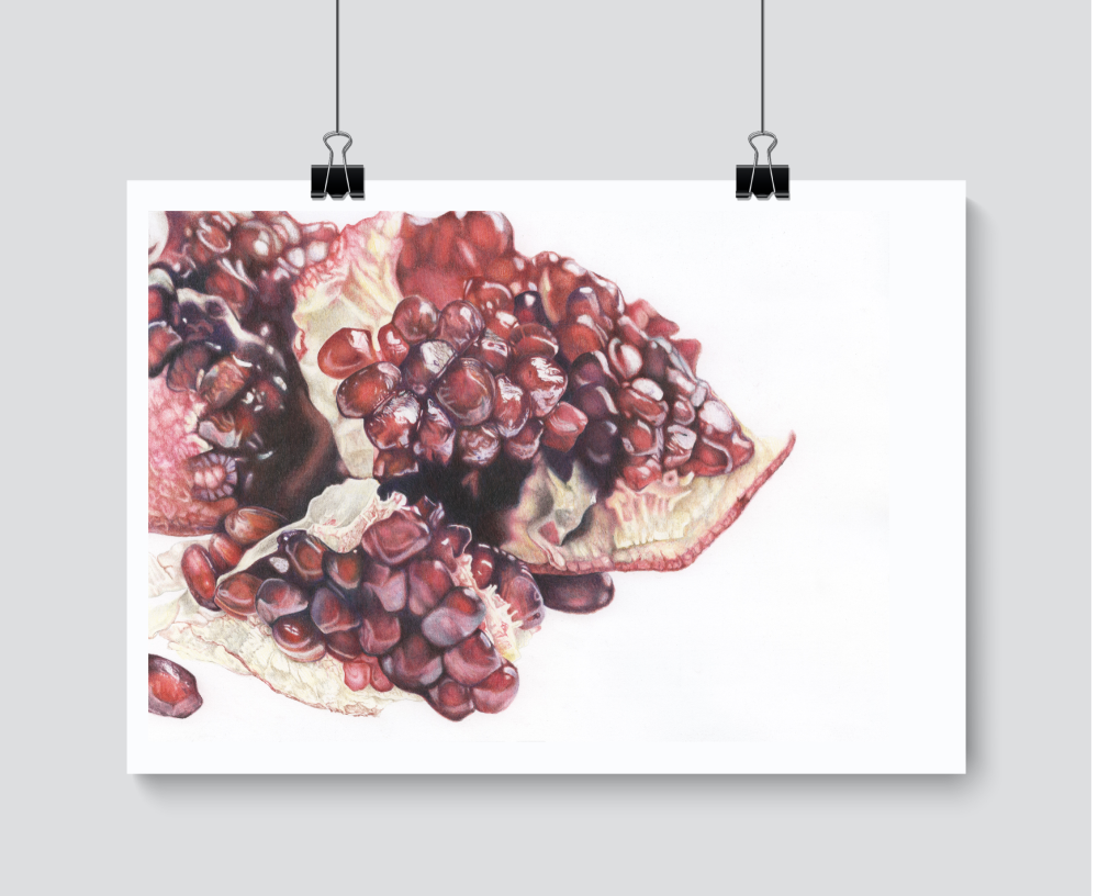 Pomegranate Study - Print