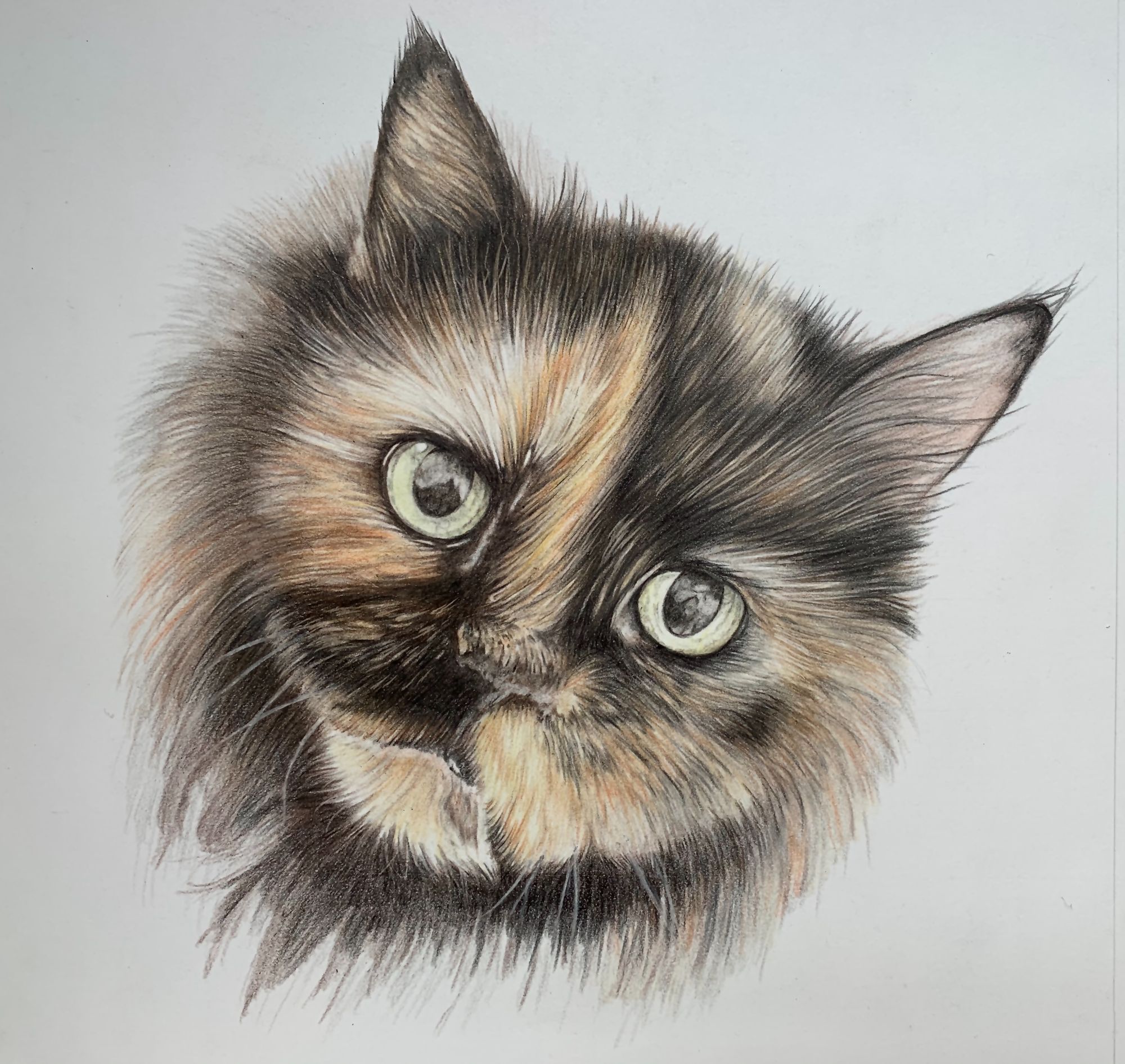Cat portrait art