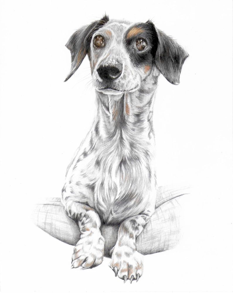 Pet Portrait Pricing Rachel May Fine Art