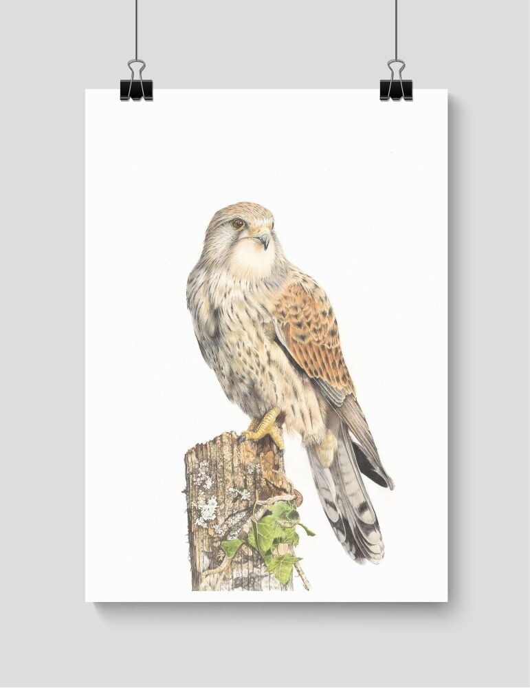 Kestrel Study II - Print