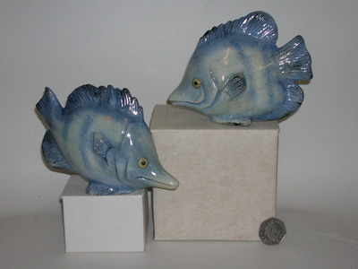 SY215 Bluefish 6