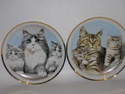 6" plate - Cat families
