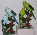 AM7162 Budgies on branch