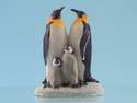 11702 Penguin family