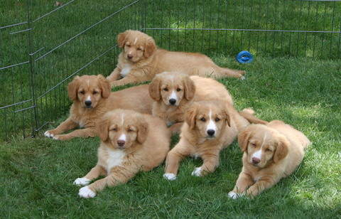 Toller adoption store