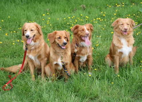 TJ, Finn, Storm &amp; Tove