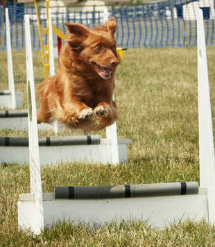 Pepper flyball